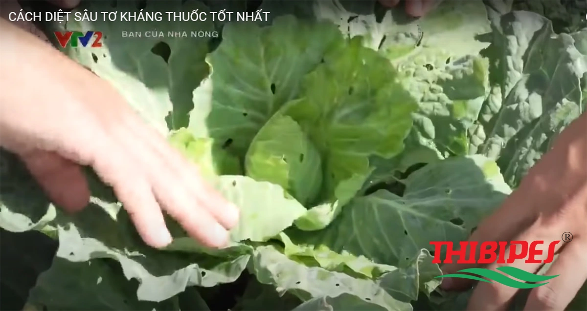 Cách nhận biết sâu tơ