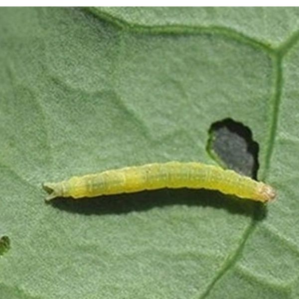 Sâu tơ gây hại trên cây bắp