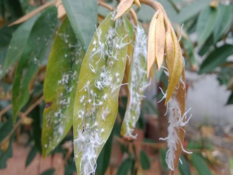 Rệp sáp trắng bám trên lá sầu riêng gây hại lá non