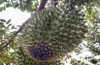 BỘ ĐÔI KẾT HỢP ĐẶC TRỊ BỆNH THỐI TRÁI SẦU RIÊNG HIỆU QUẢ AMTIVO 75WG + TB SẠCH KHUẨN