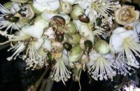 Bọ cánh cứng - nỗi trăn trở của bà con trồng sầu riêng