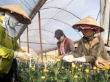 Hoa cúc ít nhiễm bệnh, nông dân phấn khởi vụ hoa tết