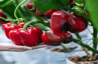 BỆNH PHỔ BIẾN TRÊN CÂY ỚT CHUÔNG VÀ CÁCH PHÒNG TRỊ HIỆU QUẢ