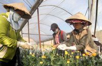Hoa cúc ít nhiễm bệnh, nông dân phấn khởi vụ hoa tết