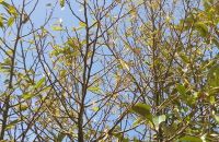 Sầu riêng bị cháy lá trút ngọn do rầy xanh gây hại