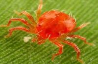 CÁCH NHẬN BIẾT VÀ PHÒNG TRỪ NHỆN ĐỎ HIỆU QUẢ HIỆN NAY