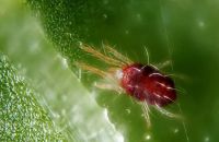 THUỐC ĐẶC TRỊ NHỆN ĐỎ GÂY HẠI CÂY SẦU RIÊNG VÀ CÂY CÓ MÚI