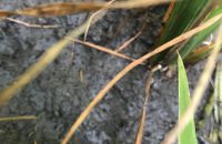 Sâu cuốn lá kháng thuốc và biện pháp phòng trị.