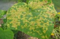 Quản lý bệnh sương mai trên cây họ bầu bí