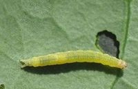 CÁCH DIỆT SÂU TƠ KHÁNG THUỐC HIỆU QUẢ NHẤT CHO BÀ CON NÔNG DÂN