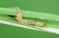 PHÒNG TRỪ SÂU CUỐN LÁ HẠI LÚA MÙA