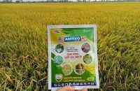 TẠI SAO NÊN PHUN AMTIVO 75WG - THUỐC ĐẶC TRỊ BỆNH ĐẠO ÔN CỔ BÔNG VÀ LEM LÉP HẠT LÚA