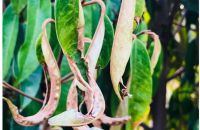 Cách nhận biết và xử lý rầy nhảy gây hại trên cây sầu riêng