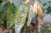 CÁCH NHẬN BIẾT VÀ XỬ LÝ RẦY NHẢY GÂY HẠI TRÊN CÂY SẦU RIÊNG MỚI NHẤT 2026