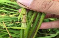 PHÒNG TRỪ SÂU ĐỤC THÂN HẠI LÚA