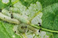 SÂU XANH DA LÁNG HẠI ỚT VÀ BIỆN PHÁP PHÒNG TRỪ