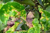 NGĂN CHẶN GHẺ LOÉT, GHẺ NHÁM, GHẺ LÕM TRÊN CÂY CÓ MÚI