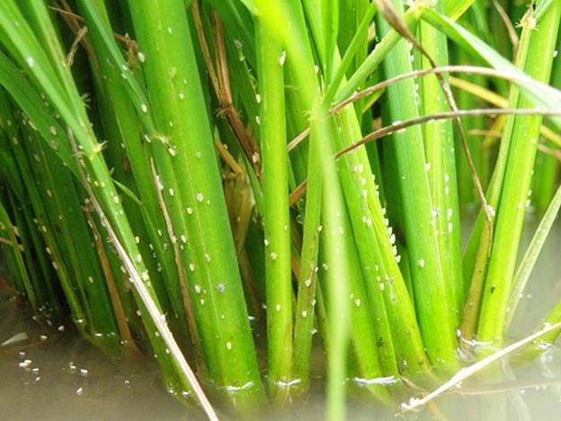 rầy lưng trắng hại lúa