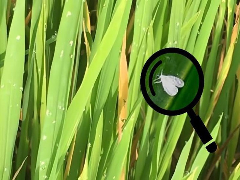 rầy phấn trắng hại lúa